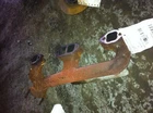 96-02 Chevrolet Chevy Express 1500 Van Driver Left Exhaust Manifold 5.0 Liter Used. Price: $75.60.