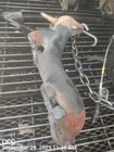 Left Exhaust Manifold Oem 13-19 Land Rover Range 1YR Wrnty Used. Price: $65.00.