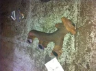 04 Ford Explorer Driver Left Exhaust Manifold 6-245 4.0 Liter Used. Price: $95.00.