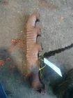 Right Exhaust Manifold Oem 03-07 Ford F250SD 1YR Wrnty Used. Price: $75.00.