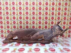 2015-2024 Ford F-150 5.0L Left Side Exhaust Manifold Assembly FL3Z-9431-A Oem Used. Price: $99.99.