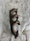 - 05 Buick Lesabre Front Exhaust Manifold 96/3.8L Used. Price: $59.00.