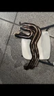 GR86/86/FRS/BRZ Tomei Expreme Unequal Length Exhaust Header (2022+) /(2013-2022) Used. Price: $550.00.