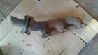 98 99 00 Ford Ranger R. Exhaust Manifold 6-245 4.0L 137647 Used. Price: $69.99.