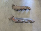 6.2L Right / Left Exhaust Manifolds Fits 2011-2022 Ford F250 F350 Used. Price: $129.78.