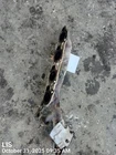 Left Exhaust Manifold Oem 10-19 Toyota Tundra 1YR Wrnty 1715038040 Used. Price: $100.00.