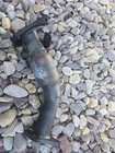 02-05 Subaru Impreza Wrx Forester Xt EJ20 EJ25 Turbo Up Pipe Egt Sensor Oem Cat Used. Price: $165.00.