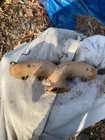 1955 1956? Dodge Mopar Chrysler 331 Hemi Exhaust Manifold Lh Left Driver's Side Used. Price: $165.00.
