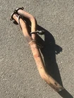 Oem Bmw E30 Z3 M42 4-CYLINDER Engine Exhaust Manifold Headers Pipe Used. Price: $89.99.