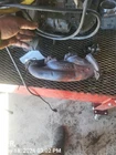 Right Exhaust Manifold Oem 13-18 A8 Audi 1YR Wrnty 06E253032N Used. Price: $65.00.