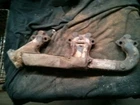 Passenger Exhaust Manifold 8-305 5.0L 2BC Fits 71-81 Chevrolet 10 Van 174434 Used. Price: $70.00.