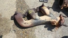 Driver Left Exhaust Manifold 4.3L Fits 14-18 Sierra 1500 Pickup 1134515 Used. Price: $89.99.