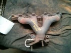Exhaust Manifold 2.2L Calif Emissions Opt NU1 Fits 02-06 Vue 64708 Used. Price: $75.00.