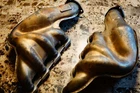 Ferrari F430 Genuine Exhaust Manifold, Left And Right Set Headers Used. Price: $587.00.