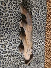 Ford 5.4 V8 Passenger Right Exhaust Manifold 3L3E-9430-DA F350 F250 Expedition Used. Price: $22.99.
