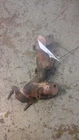 Driver Left Exhaust Manifold 6-183 3.0L Fits 02-08 Ranger 413595 Used. Price: $49.50.
