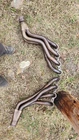1982-1992 Camaro/firebird Hawks Ls Swap Stainless Steel 1-7/8" Long Tube Headers Used. Price: $500.00.
