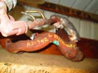 98 99 00 Ford Explorer L. Exhaust Manifold 6-245 4.0L Ohv Used. Price: $69.99.