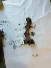 Ford F-350SD 2019 6.7L Exhaust Manifold 0231 Used. Price: $129.98.