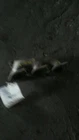 2008 C300 Left Driver Exhaust Manifold 203 Type Sedan C230 3.5 Liter 6 Cylinder Used. Price: $91.79.