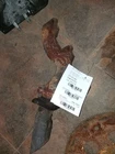 Driver Exhaust Manifold 6-245 4.0L Ohv Fits 98-00 Explorer 1689282 Used. Price: $88.51.