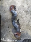 Left Exhaust Manifold Oem 10-13 Land Rover Spt 1YR Wrnty LR010836 Used. Price: $95.00.