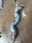 Left Exhaust Manifold Oem 10-13 Land Rover Spt 1YR Wrnty LR010836 Used. Price: $95.00.