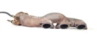 2013 2019 Jaguar Xj Oem 3.0L Supercharged Rwd Right Exhaust Manifold Used. Price: $70.00.