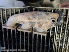 Right Exhaust Manifold Oem 10-12 S4 Audi 1YR Wrnty 06E253032N Used. Price: $65.00.