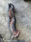 Right Exhaust Manifold Oem 10-13 Land Rover Spt 1YR Wrnty LR010834 Used. Price: $85.00.
