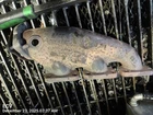 Left Exhaust Manifold Oem 10-12 S4 Audi 1YR Wrnty 06E253031N Used. Price: $65.00.