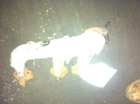 13 14 Chevy Express 1500 Right Exhaust Manifold 4.3 Liter 6 Cylinder Used. Price: $96.03.