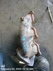 Left Exhaust Manifold Oem 18-23 Ford F150 1YR Wrnty Used. Price: $95.00.