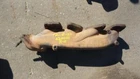 Passenger Right Exhaust Manifold 5.0L Fits 11-14 Ford F150 Pickup 693306 Used. Price: $86.61.