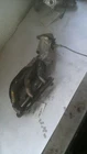 2015 Q50 Passenger Right Exhaust Manifold 3.5 Liter 6 Cylinder VQ35HR Hybrid Used. Price: $118.80.