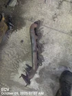 Left Exhaust Manifold Oem 01-04 Toyota Sequoia 1YR Wrnty Used. Price: $75.00.