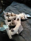 Exhaust Manifold 4-156 2.6L Fed Fits 85-87 Caravan 24021 Used. Price: $75.00.