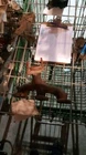 Driver Exhaust Manifold 6-183 3.0L Ohv Front Fits 96-99 Sable 346983 Used. Price: $88.51.