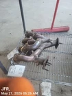 Passenger Right Exhaust Manifold 6.2L Fits 16-24 Camaro 11140052 Used. Price: $155.00.