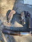 Porsche 911 Complete As Pictured 75-79 Exhaust Heat Exchanger Muffler System Used. Price: $660.00.