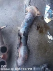 Right Exhaust Manifold Oem 17-18 Jaguar F-pace 1YR Wrnty Used. Price: $65.00.