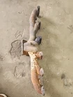 Oem 1998.5-2002 Dodge Ram 5.9L 24 Valve Cummins Exhaust Manifold 3935918 Used. Price: $150.00.