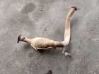 Driver Exhaust Manifold 4.0L 1GRFE Engine Fits 07-09 Fj Cruiser 364409 Used. Price: $375.00.