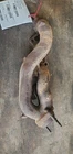 Passenger Right Exhaust Manifold 5.0L Fits 18-23 Ford F150 Pickup 1103428 Used. Price: $104.90.