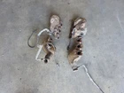 Lamborghini Aventador LP700 LP750 LP740 Exhuast Manifold Headers Set Oem Used. Price: $4000.00.