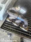 Left Exhaust Manifold Oem 11-16 Porsche Panamera 1YR Wrnty 94611112901 Used. Price: $190.00.