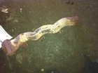 97 98 Ford F150 Left Exhaust Manifold 8-280 4.6 Liter Used. Price: $69.03.